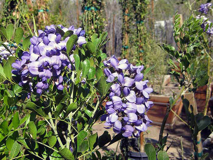 Sophora secundiflora